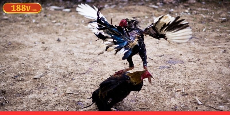 Chiến thuật đá gà online đỉnh cao mà hội viên cần áp dụng
